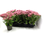 Sedum "Herbstfreude"
