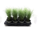 Carex comans "Mint Curls"