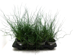 Juncus spiralis