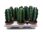 Cereus