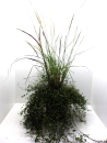 Pennisetum mit Mühlenbeckia