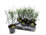 Sophora prostrata 'Little Baby'