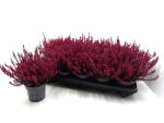 Calluna gefärbt rot
