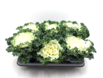 Brassica weiß