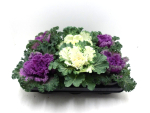 Brassica Mix