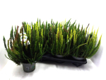 Calluna "Sky Five"