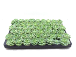 Mini Echeveria Ballenware
