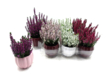 Mini Calluna im Übertopf bunt