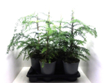 Tsuga heterophylla