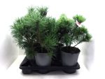 Pinus mugo