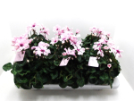 Cyclamen "Illusia"