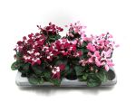 Mini Cyclamen "Djix" Mix