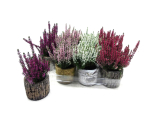 Mini Calluna in Übertopf Holzoptik