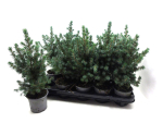 Picea glauca "Conica Blue"