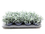 Helichrysum splendidum