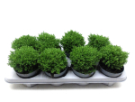 Hebe "Emerald Green"