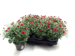 Chrysanthemum "Garden Mums" terracotta