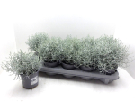 Calocephalus brownii