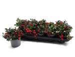 Gaultheria procumbens