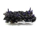 Ajuga dunkellaubig