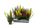 Mini Calluna /Arborea Twin