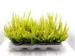 Erica arborea "Alberts Gold"