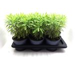 Euphorbia amyg. gelbgrün