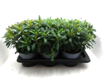 Euphorbia amyg. reingrün