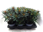 Euphorbia amyg. rotgrün