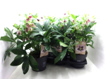Helleborus ori. "Viv Bicolor"