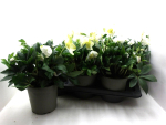 Helleborus niger 'Wintersun'