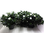 Azaleen 30 cm "Lea" weiß