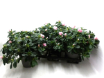 Azaleen 30 cm "Lea" rosa-weiß