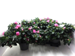 Azaleen 30 cm "Lea" pink