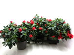 Azaleen 30 cm "Lea" rot