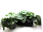 Brunnera macrophylla