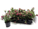 Pernettya mucr. pink
