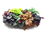 Heuchera Mix