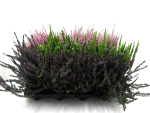 Calluna  vulg. Mix