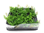 Mini Nephrolepis