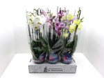 Phalaenopsis 5 Rispen Mix