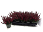 Calluna "Beauty Ladies" rot
