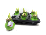 Waxz Amaryllis hellgrün