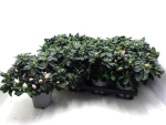 Azaleen 17-20 cm rosa