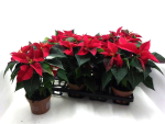 Poinsettia rot