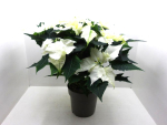 Poinsettia weiß