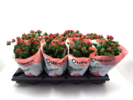 Kalanchoe gefüllt rot