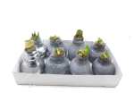 Waxz  Amaryllis Mix silber