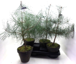 Pinus sylvestris Tontopf