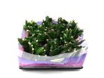 Mini Schlumbergera Mix